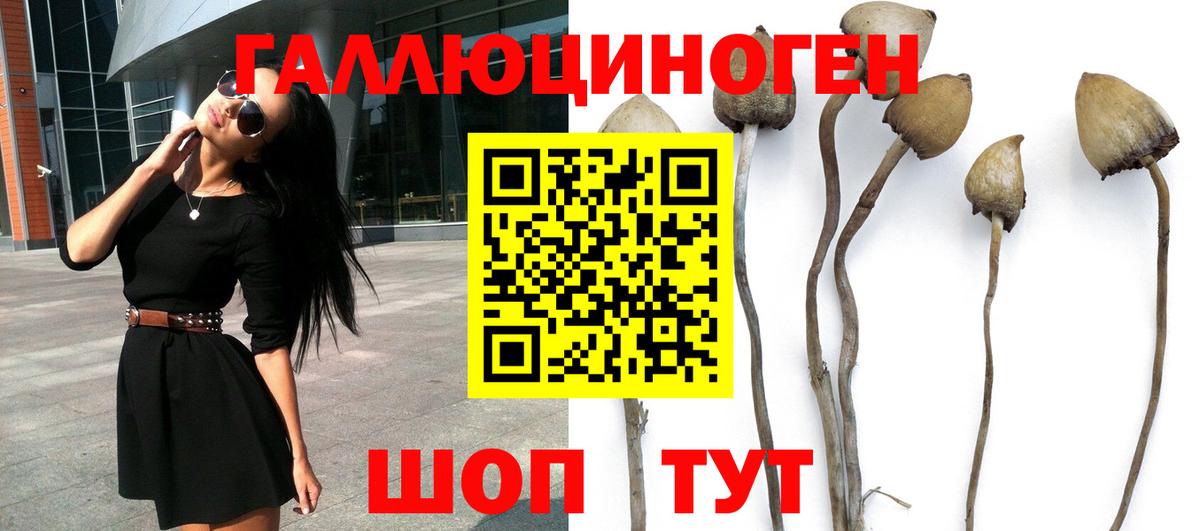 Галлюциногенные грибы Cubensis  где продают наркотики  Вход с VPN  Псков  Псилоцибиновые грибы Psilocybe 